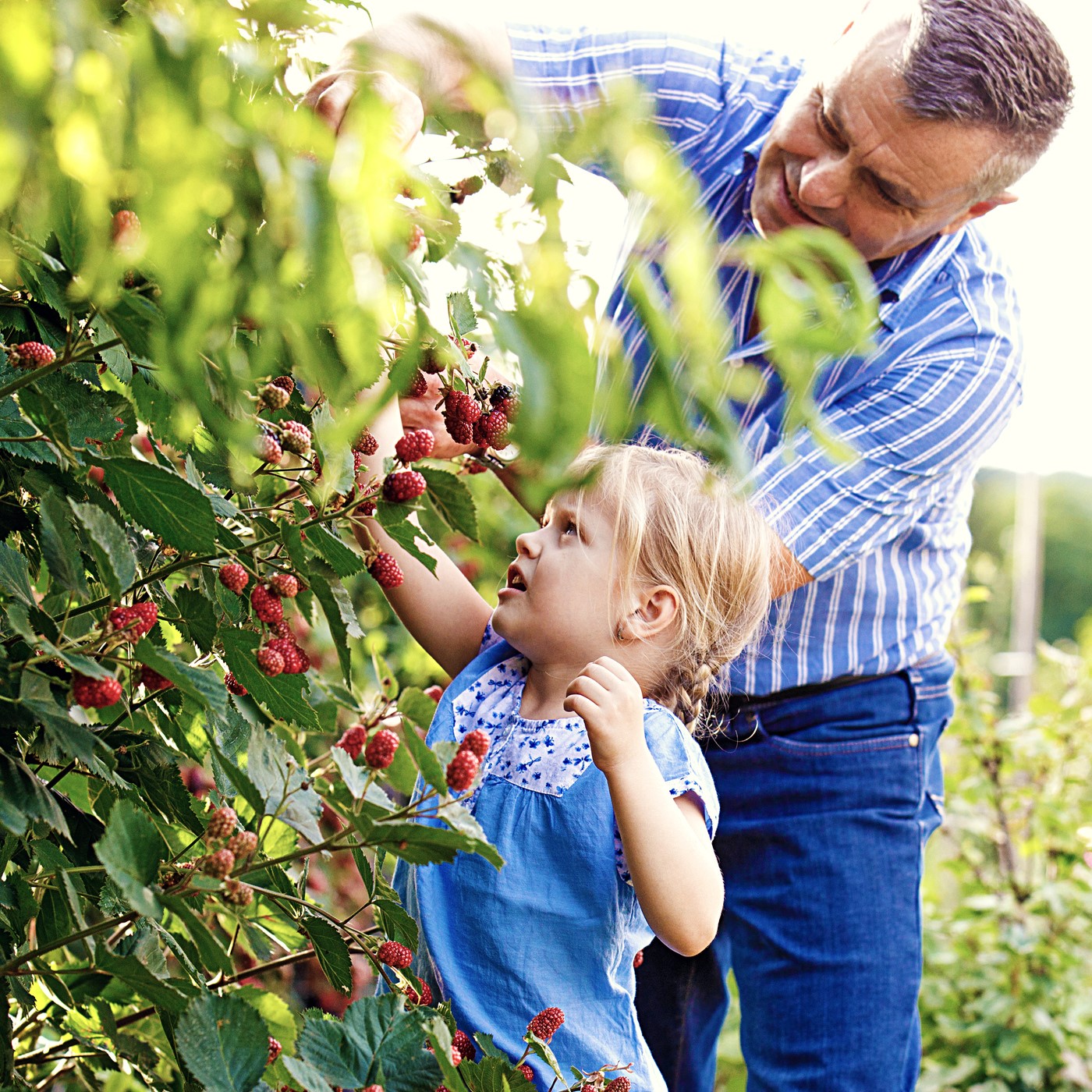 My Fruit Grows on Your Tree